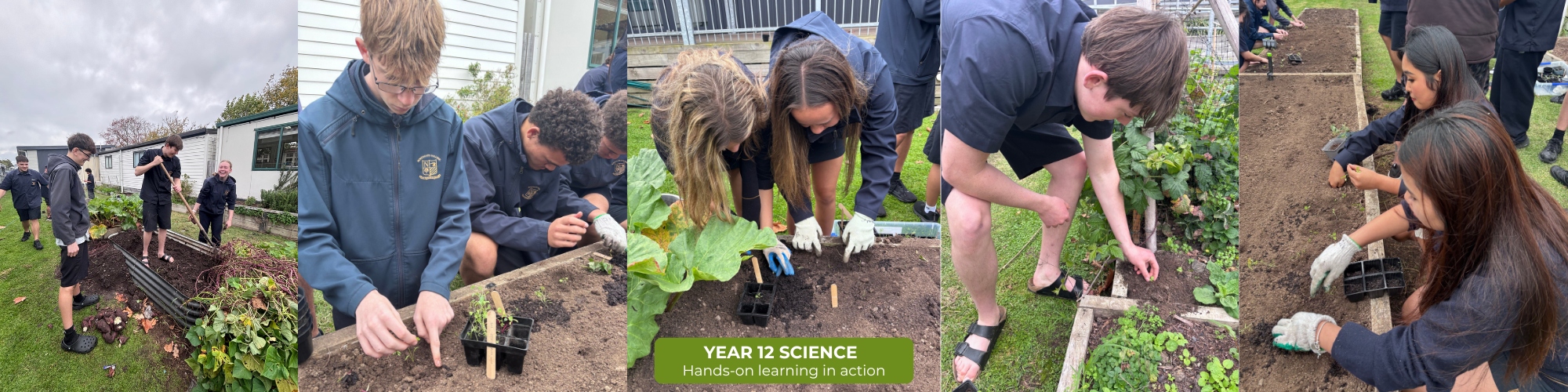 2026 T2 wk 06 Y12 science veggies 