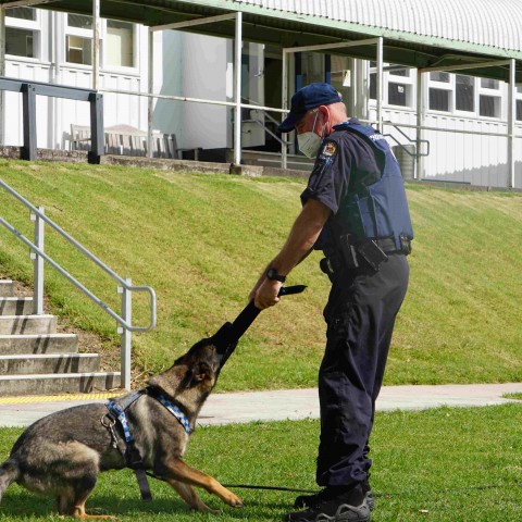 2022 T1 wk 04 police dog visit