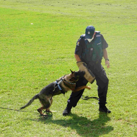 2022 T1 wk 04 police dog visit