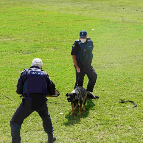 2022 T1 wk 04 police dog visit