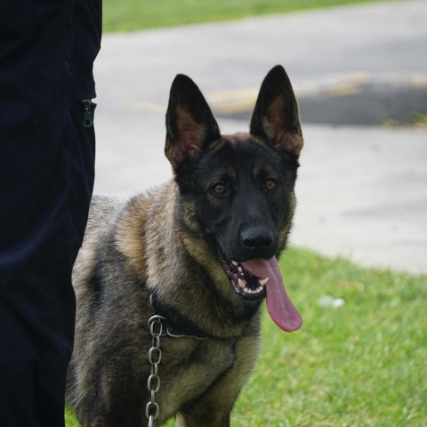 2022 T1 wk 04 police dog visit