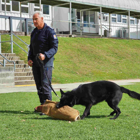 2024 T1 wk 06 police dog visit