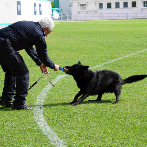 2024 T1 wk 06 police dog visit