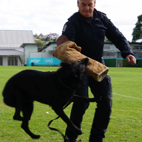 2024 T1 wk 06 police dog visit