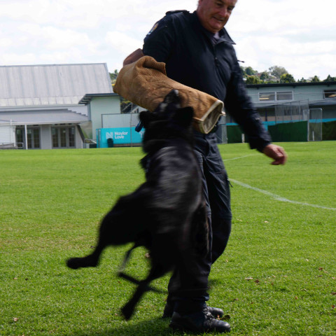 2024 T1 wk 06 police dog visit