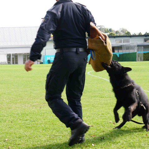 2024 T1 wk 06 police dog visit