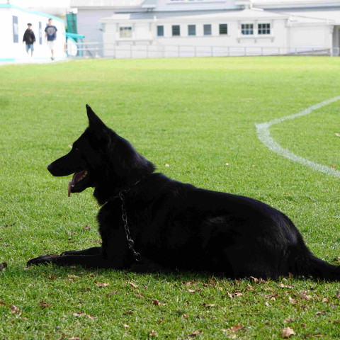 2024 T1 wk 06 police dog visit