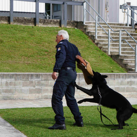 2024 T1 wk 06 police dog visit