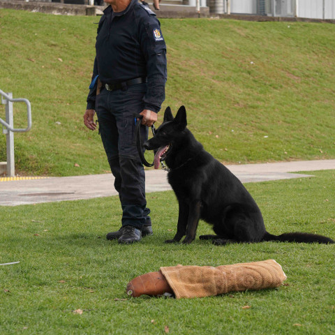 2024 T1 wk 06 police dog visit