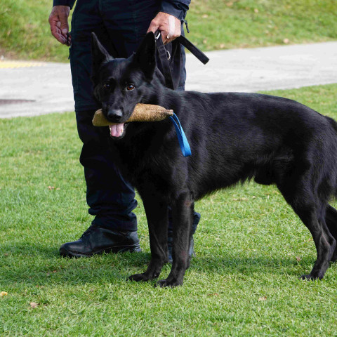 2024 T1 wk 06 police dog visit