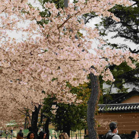 2026 japan trip northcote college