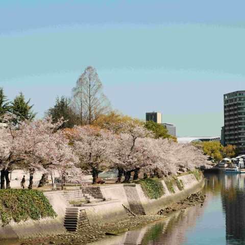 2026 japan trip northcote college