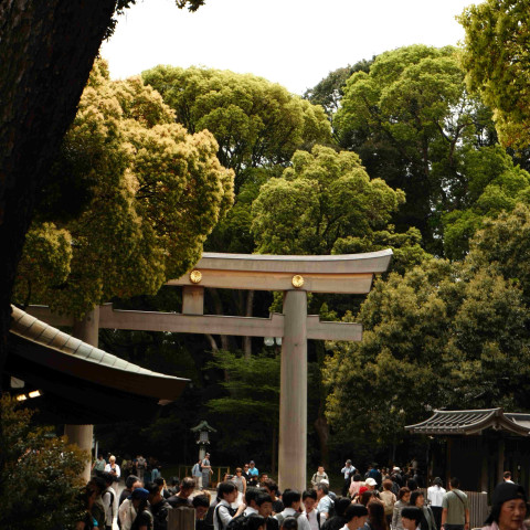 2026 japan trip northcote college