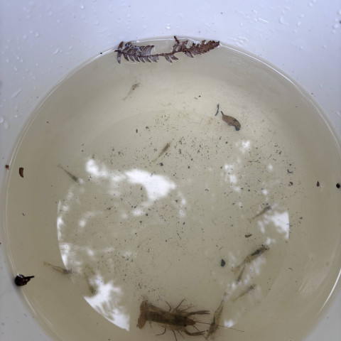 2026 T2 wk 06 Y12 science water 