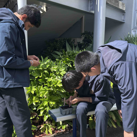 2026 Y12 science veg seedlings