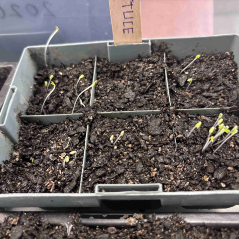 2026 Y12 science veg seedlings