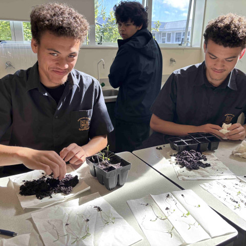 2026 Y12 science veg seedlings
