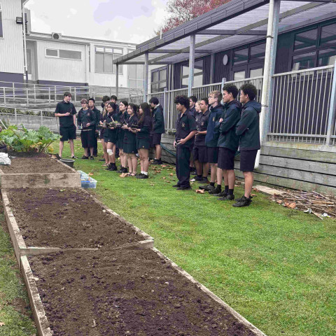 2026 Y12 science veg seedlings