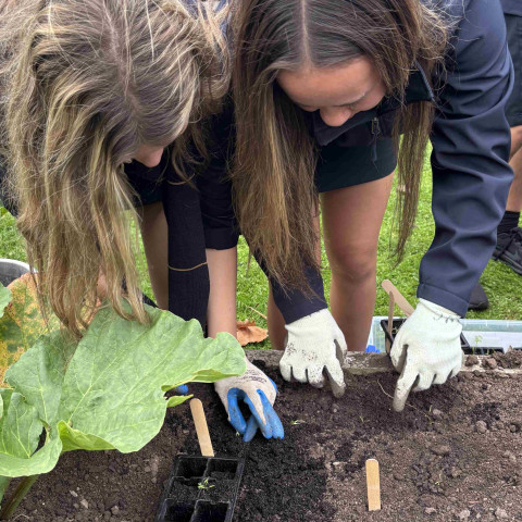 2026 Y12 science veg seedlings
