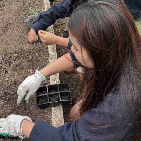 2026 Y12 science veg seedlings