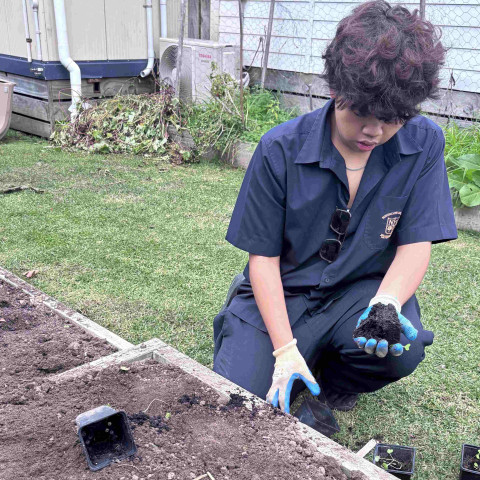 2026 Y12 science veg seedlings