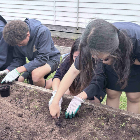 2026 Y12 science veg seedlings