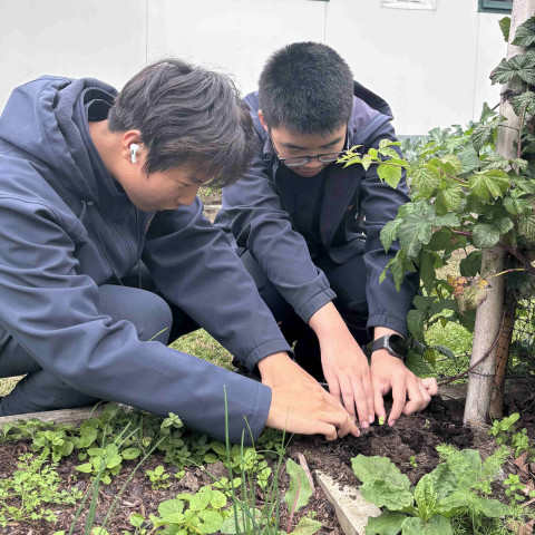 2026 Y12 science veg seedlings