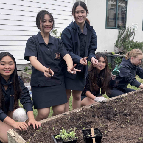 2026 Y12 science veg seedlings