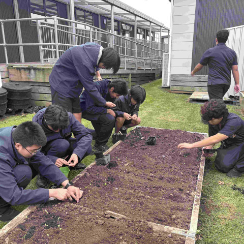 2026 Y12 science veg seedlings