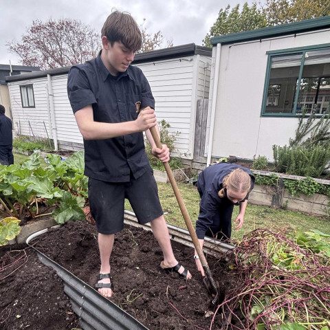 2026 Y12 science veg seedlings