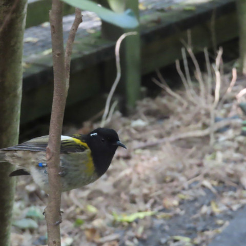 Y12 science trip to tiritiri matangi