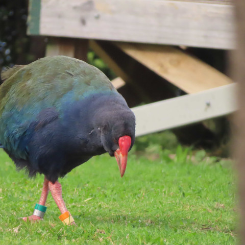 Y12 science trip to tiritiri matangi