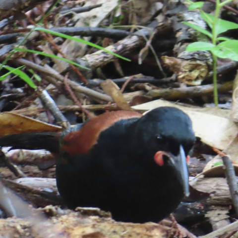 Y12 science trip to tiritiri matangi