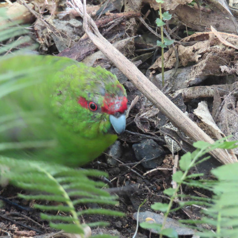 Y12 science trip to tiritiri matangi
