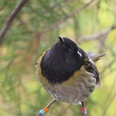 Y12 science trip to tiritiri matangi