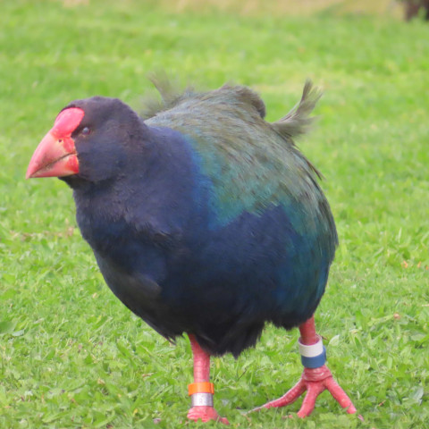 Y12 science trip to tiritiri matangi