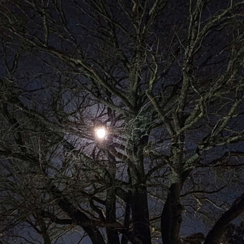 NC matariki 2026