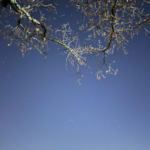 NC matariki 2026